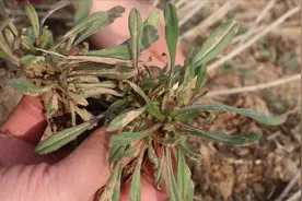 家中有便秘的，教你1款野菜，润肠通便，专克“便秘”！视频封面