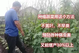 种植蔬菜用上这个方法，不仅能预防病虫害，还能增产30%以上视频封面