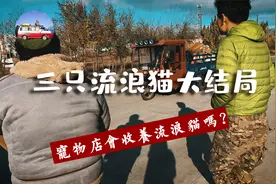 呼伦贝尔自驾旅行路上捡了3只流量猫，最后的解决怎么样？视频封面