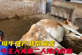 母牛难产非常痛苦，牛主人夫妻二人接力救助视频封面