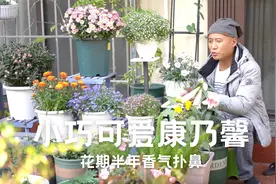 小巧可爱康乃馨，花期半年香气扑鼻，教你如何养好它视频封面