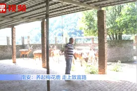 纯利润达16万元！村民4年摸索养殖梅花鹿，不愁销路走上致富路视频封面