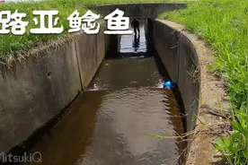 【路亚】鲶鱼真是最好钓的鱼了！只需要抛竿逗一逗就能上鱼！视频封面
