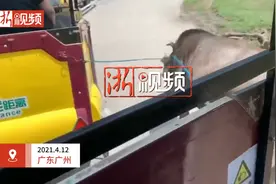 广州一动物园角马飞奔袭击游览车 车上游客尖叫连连视频封面