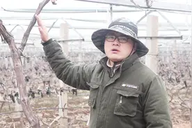 家庭种植葡萄竟然还关系到风水？原来有这么多讲究，可不能乱种视频封面