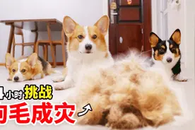 柯基有多掉毛？三只柯基一天又能掉多少毛？结果非常惊人视频封面