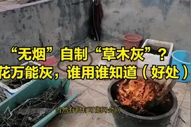 不花钱，教你自制“草木灰”，告别养花难视频封面