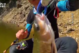 探钓山体水库见军鱼在水中嬉戏，扬竿中获重达6斤的巨型军鱼视频封面