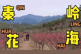 西安秦岭的春天太美了！这片免费的梅林花海，太适合踏青赏花了视频封面