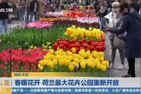 遇见春日浪漫！荷兰最大花卉公园重新开放，各色郁金香竞相绽放视频封面