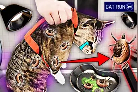 动物救助站 流浪猫身上的蜱虫又香又脆，我用镊子夹来吃 小熙解说视频封面