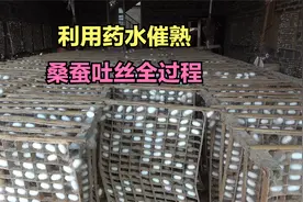 好多人都不知道，蚕农要喂药水催熟，让桑蚕吐丝结茧视频封面