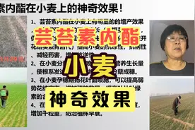 芸苔素内酯在小麦上的神奇效果！「农艺师讲农业」视频封面