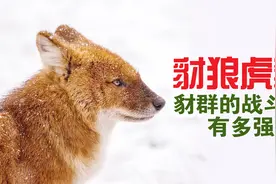 豺狼虎豹！豺群的战斗力有多强？视频封面