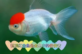 做为金鱼中之佼佼者，鹤顶红金鱼怎么养殖，还要注意些什么事项视频封面
