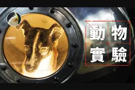前苏联太空动物实验！史上第一只进入太空的狗...视频封面