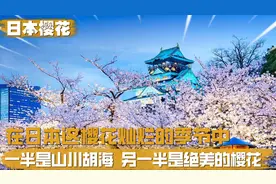 在日本灿烂的樱花季节中，一半是山川湖海，一半是绝美的樱花视频封面