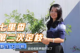 野外发现野生七里香桩材，采挖回家改造成盆景后续进行修剪定枝！视频封面