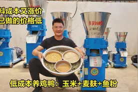 养殖饲料价格高，鸡鸭鹅饲料自己做：低成本饲料，玉米+麦麸+鱼粉视频封面