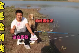 金毛陪小虎来钓鱼，无聊的金毛自己去溜达，谁知给小虎带回了惊喜视频封面