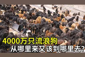 大街上的流浪狗到底从何而来？我们该如何保护他们？