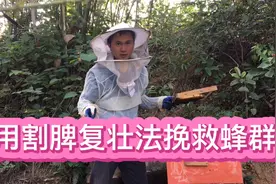 实操展示用割脾复壮法挽救蜂群，让蜜蜂发展更好更健康视频封面