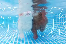 真正的沉浸式体验和猫一起游泳