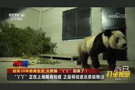 结束20年旅美生活！大熊猫“丫丫”回家了，之后将住进北京动物园视频封面