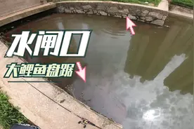 水闸口遇到鲤鱼群抢吃水面红虫，想来盘鲤鱼的抓紧了！