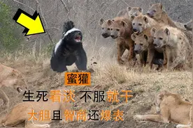 獾哥说：生死看淡不服就干，这种动物不仅胆大，智商还高到爆表视频封面