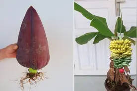 用香蕉花蕊能培植香蕉吗？开始感觉不可能，看完大姐操作我服了