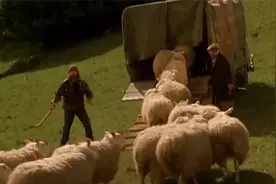 小猪宝贝：鸭子离家出走，猪猪发现有人偷羊，真是个机灵的小猪崽视频封面