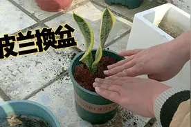 给用椰糠养的虎皮兰换盆，看看俩月了根长得怎么样视频封面
