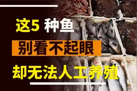 市场上的这5种鱼，别小看它，却是人工养殖不了的。都是野生的视频封面