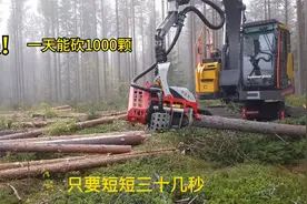 一天能砍1000棵树，砍树过程一气呵成，感受全自动伐木机的威力！视频封面