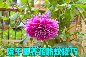 院子里养花蚊虫多？做好一件事，不用药，蚊虫少，花草长势好视频封面