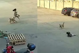 小女孩被大狗狂追，一路尖叫逃跑时摔伤，父亲回应：自家狗闹着玩视频封面