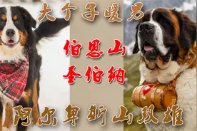 “阿尔卑斯山双雄”——大个子暖男伯恩山和圣伯纳犬视频封面