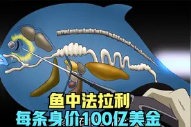 简直不敢相信，这种鱼一条就价值100个亿，堪称鱼中法拉利视频封面
