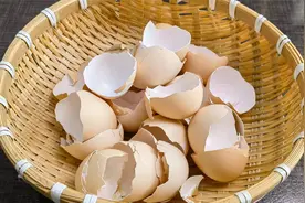 把鸡蛋壳磨成粉，作用太厉害了，很多人不知道，长见识了视频封面