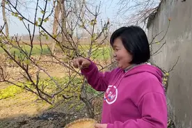 焕焕摘腊梅做花茶，做好先给老公泡一杯，老公兴奋的高歌一曲视频封面