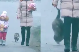 深藏不露！胖猫走路突然“起飞”360度空翻 网友看呆直呼老忍者视频封面