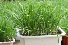 阳台盆栽韭菜，最简单方法，种子播完不用管，一年吃不完