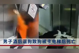 男子酒后遛狗致狗被卡电梯后死亡视频封面