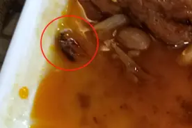 广东清远一茶楼食客吃凤爪竟吃到蟑螂，商家提出免单解决视频封面