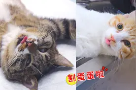 2只猫一起割蛋蛋，铲屎官记录全过程，猫：我不要面子的