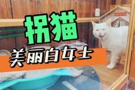 理智讨论：捡到怀孕的流浪母猫，该不该去做绝育手术？视频封面