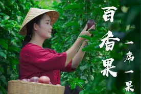 百香果连皮都能吃！再把果汁做蘸水，蘸鸡煮鱼，酸到皱眉！