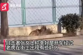 山东一司机路边偶遇老虎勇敢对视 系从虎笼宽格逃出视频封面