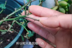 花草修剪后，枝条会回缩干枯？这样处理一下，就没有“后顾之忧”视频封面